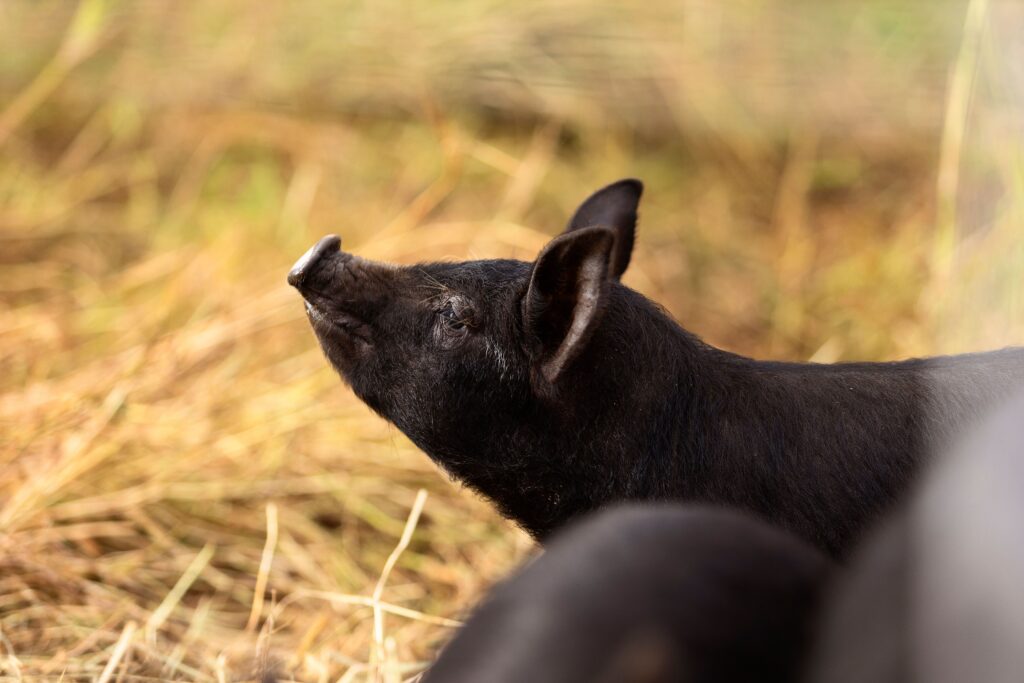 Our purebred Berkshire pigs are renowned for their flavour.